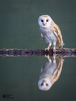 Owl Reflections - Free image #361739